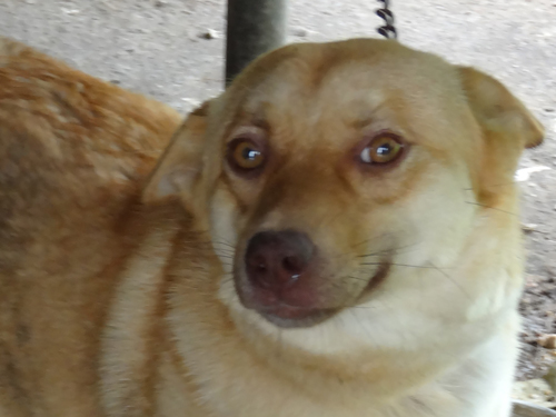 キンメ